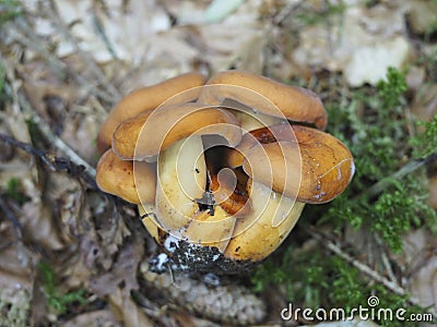The Weeping Milk Cap Lactifluus colemus is an edible mushroom Stock Photo