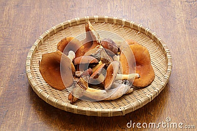 Weeping milk cap mushrooms Stock Photo