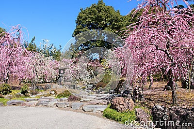 Weeping plum blossoms in the Shin-en garden of Jonangu shrine Stock Photo