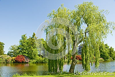 Weeping Willow Stock Photo