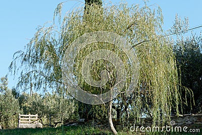 Weeping willow or Babylon willow tree ( Salix babylonica ) . Tuscany, Italy Stock Photo