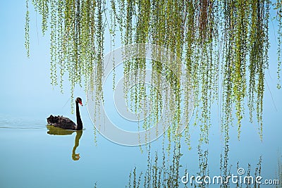 Weeping willow and black swan Stock Photo