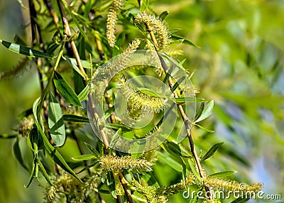 Weeping Willow Catkins Stock Photo