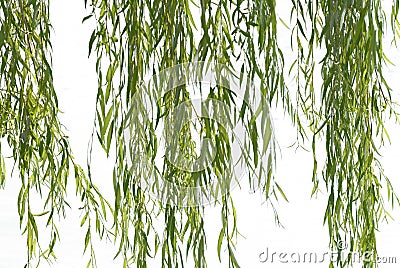 Weeping willow foliage Stock Photo