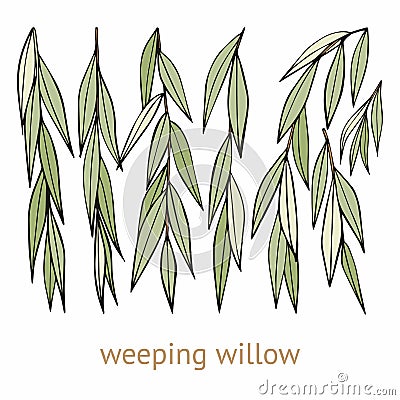 Weeping willow. Hand drawing. Set of vector illustrations Vector Illustration
