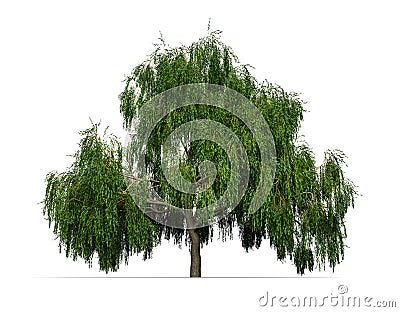 Weeping willow Cartoon Illustration