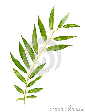Weeping Willow Leaf Stock Photo