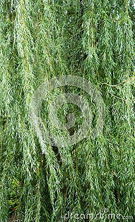 Weeping Willow leaves background Stock Photo