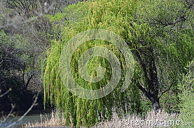 Weeping Willow Stock Photo