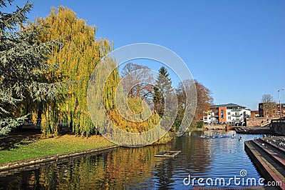 Weeping Willow, River Hiz, Hitchin Town Centre Editorial Stock Photo