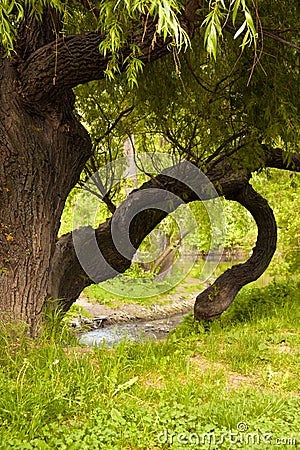 Weeping willow on the Saale Stock Photo