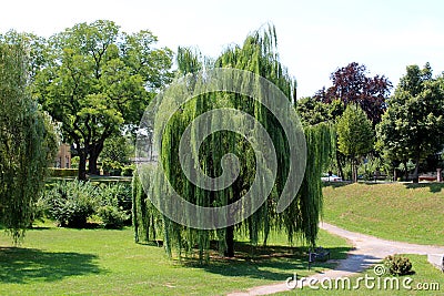 Weeping willow or Salix babylonica tall old tree with dense fresh green leaves surrounded with grass and other trees Stock Photo