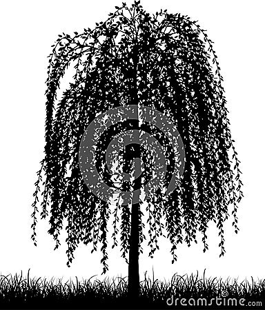 Weeping willow tree Vector Illustration