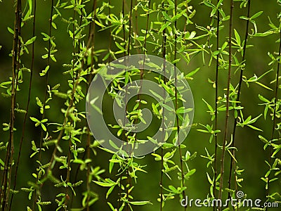 Weeping willow tree Stock Photo