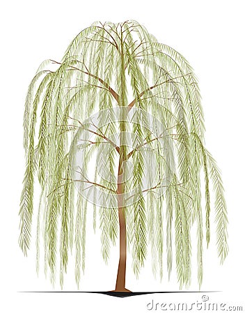 Weeping Willow tree Vector Illustration