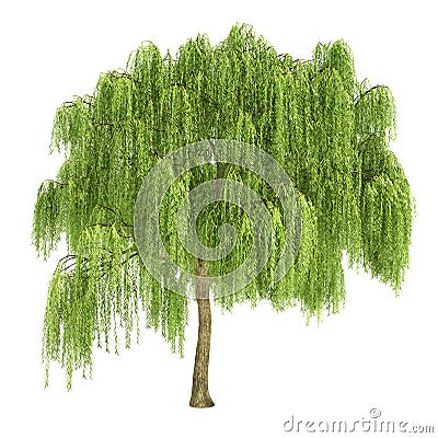 Weeping Willow Tree Isolated Stock Photo