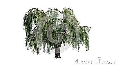 Weeping willow tree - isolated on white background Stock Photo