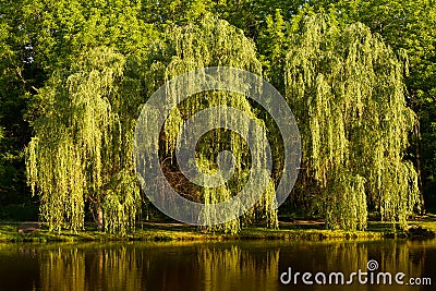 Weeping Willow Tree Stock Photo