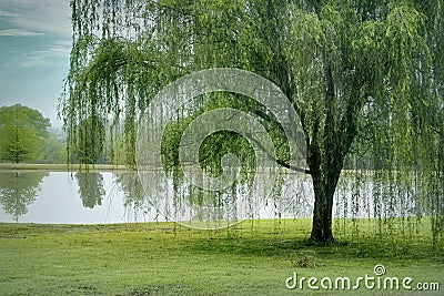 Weeping Willow Tree on a Small Pond Stock Photo