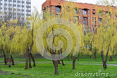 Weeping willow trees blossoms in early spring. Yellow inflorescences. Stock Photo