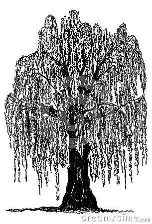 Weeping willow Vector Illustration