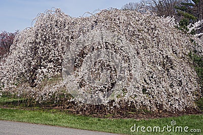 Weeping Yoshino cherry tree in blossom Stock Photo