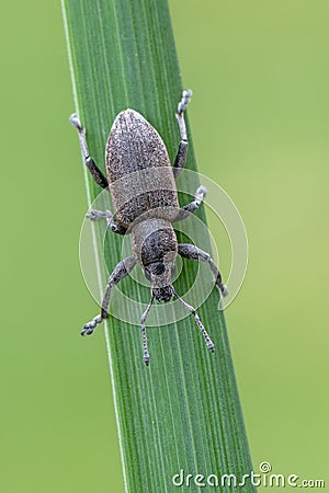 A weevil beetle - Tanymecus palliatus Stock Photo