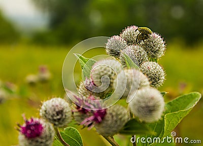 Weevil beetles mate on a flowering Burr Stock Photo