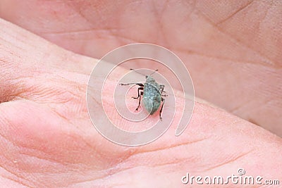 Weevil bug is sitting catched on opened palm. Insect injuring harvest, Agribusiness Stock Photo