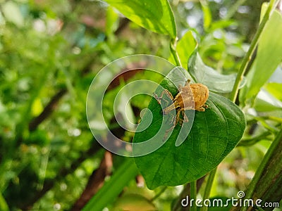 A Weevil Lixus angustatus Sitting On A Leaf Stock Photo