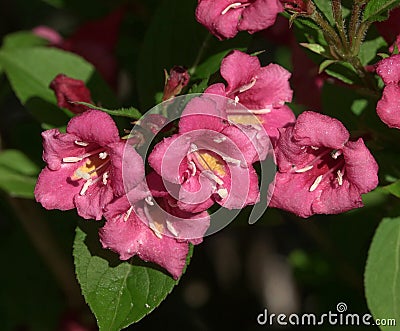 Weigela Bristol Rudy is a perennial deciduous shrub of the Caprifoliaceae family Stock Photo