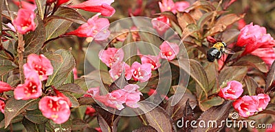 Weigela bush with bumble bee dark leaves with pink blossoms. Stock Photo