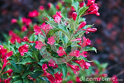 Weigela florida Red Prince Stock Photo