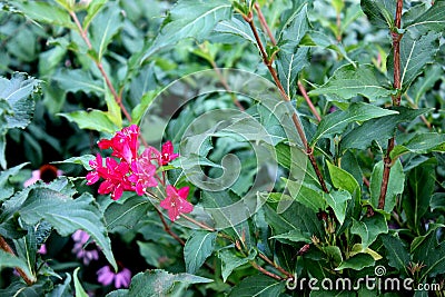 Weigela `Red Prince`, often marketed as Weigela florida `Red Prince` Stock Photo