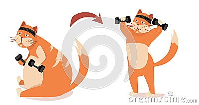 Before after Weight loss in sport gym. fitness cat training. strong motivation. isolated vector illustration Vector Illustration