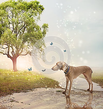 Dog and butterfies at a magical brook Stock Photo