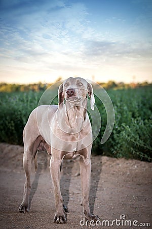 Weimaraner dog / grey ghost hound Stock Photo