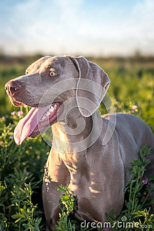 Weimaraner dog / grey ghost hound Stock Photo