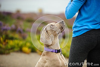 Weimaraner dog looking at owner handler Stock Photo