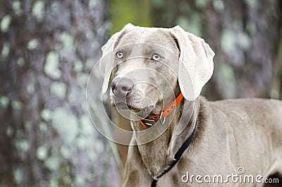 Weimaraner gun dog, pet adoption photo, Monroe Georgia USA Stock Photo