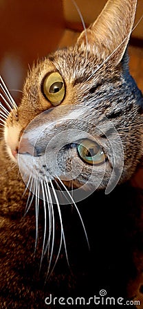 Weird cat face. Beautiful cat looks Stock Photo