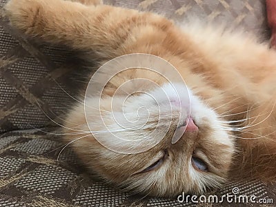 Weird cat looking like possessed Stock Photo