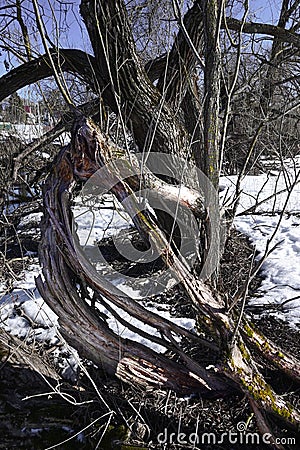 Weird cracked tree trunk of strange form on a snowy background. Small creek runs in a distance against a blue sky. Snow has almost Stock Photo