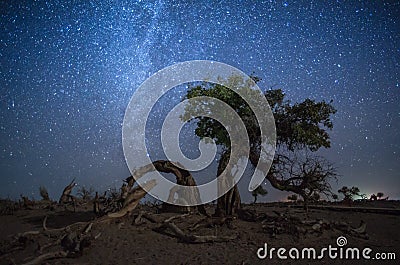 Weird giant tree under the milky way Stock Photo