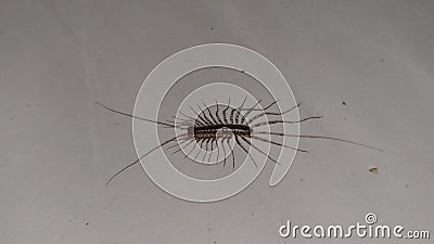 Weird Looking Insect Stock Photo