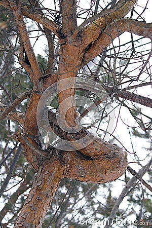 weird looking pine tree in the forest Stock Photo