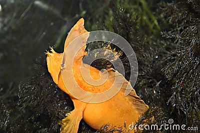 Weird looking yellow fish Stock Photo