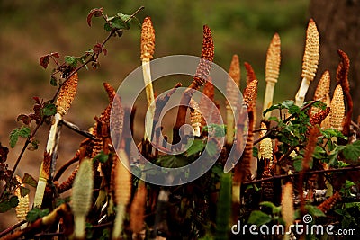 Weird plants in the Forest Stock Photo