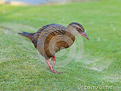 Weka Stock Photo