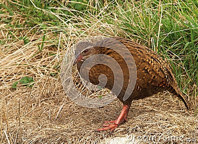 Weka bird Stock Photo